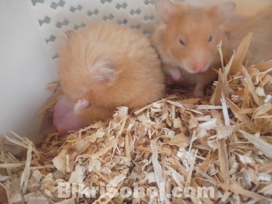 Syrian Hamster